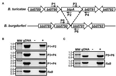 Assessing the Contribution of an HtrA Family Serine Protease During Borrelia turicatae Mammalian Infection